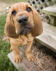 Bloodhounds and behavioral targeting - image courtesy of Meagan Jean on Flickr