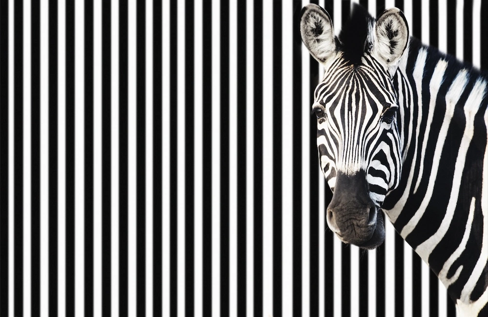 Photograph of a zebra blending into a background of black and white stripes, illustrating the "Context Engine" concept where a brand's human signals must stand out against digital noise for AI and search discovery.