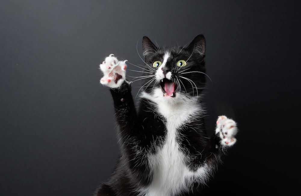 Photo of surprised, funny-looking tuxedo cat to ironically illustrate that Big Tech's Q1 earnings should not have been a surprise to anyone. Well, I think it's funny anyway.